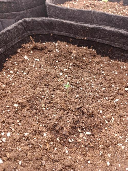 Böhmen - GMO Cookies. Week 1 - D5