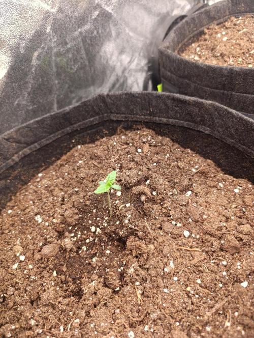 Böhmen - GMO Cookies. Week 1 - D6