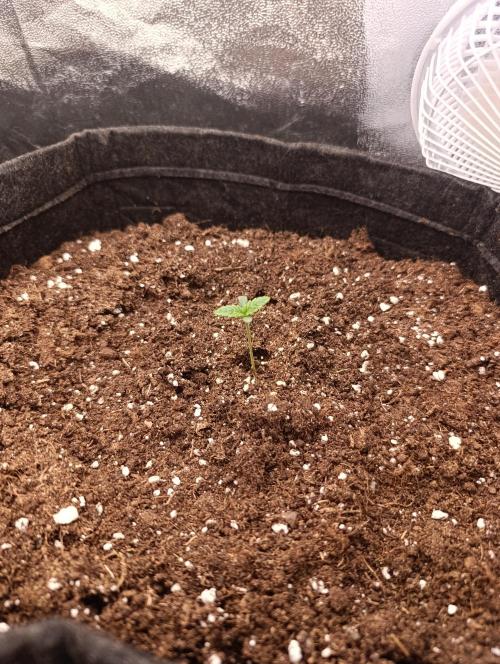 Böhmen - GMO Cookies. Week 1 - D6