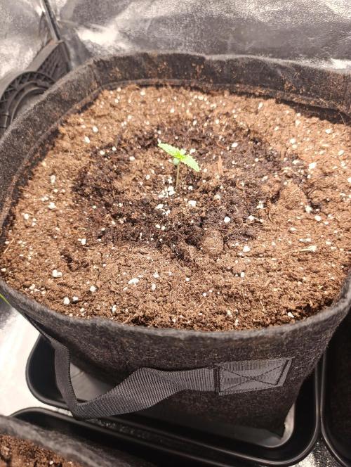 Böhmen - GMO Cookies. Week 1 - D6