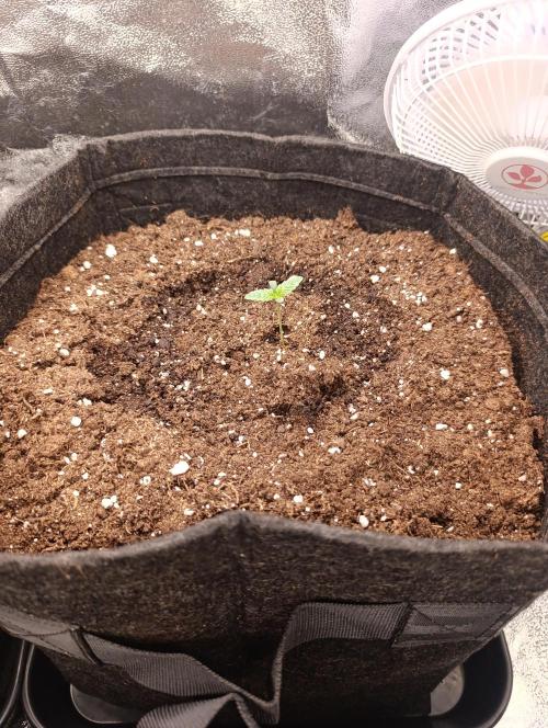 Böhmen - GMO Cookies. Week 1 - D6