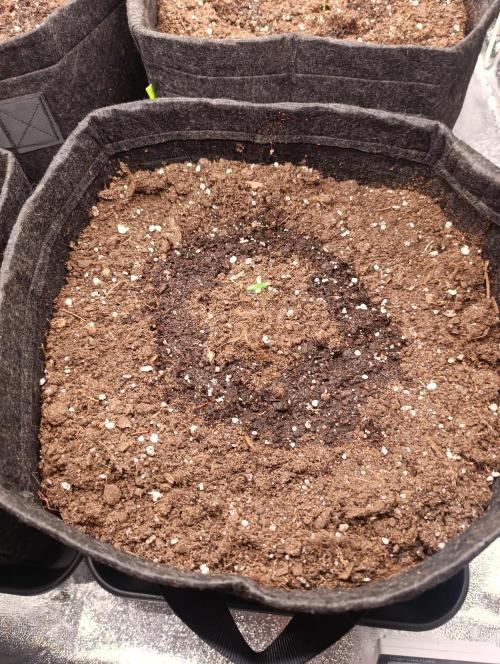 Böhmen - GMO Cookies. Week 1 - D6