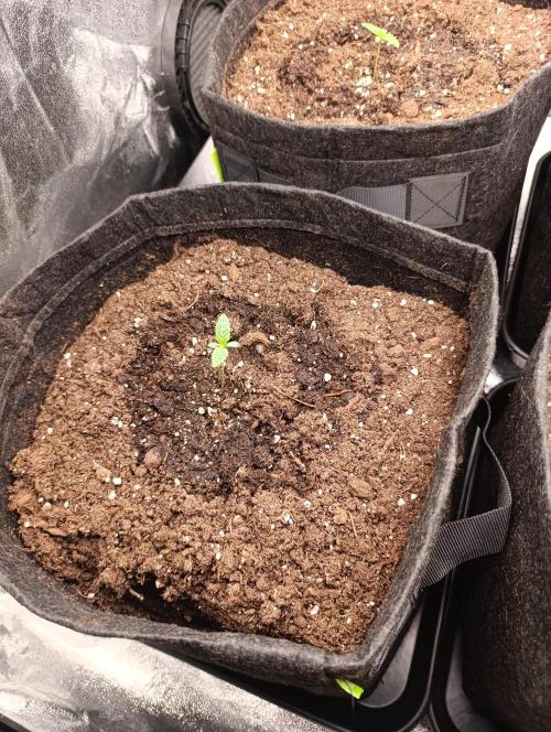 Böhmen - GMO Cookies. Week 1 - D6