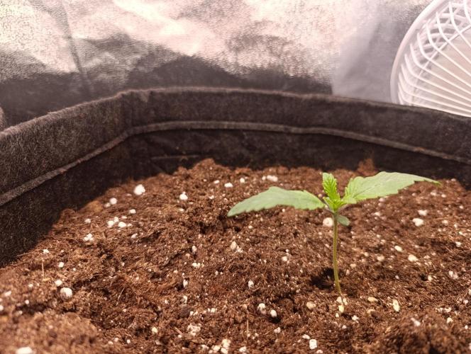 Böhmen - GMO Cookies. Week 1 - D7