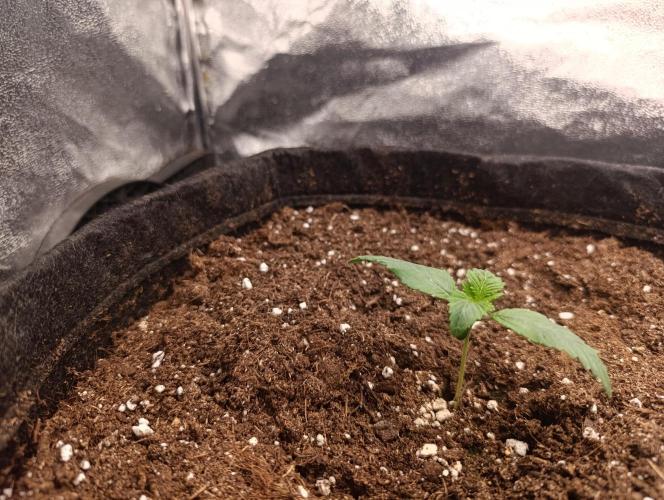 Böhmen - GMO Cookies. Week 1 - D7