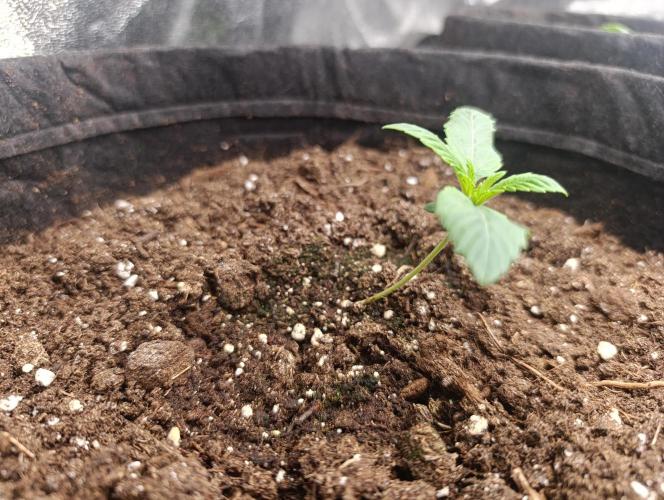 Böhmen - GMO Cookies. Week 1 - D7