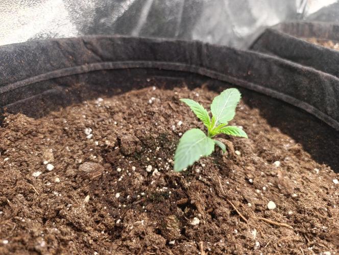 Böhmen - GMO Cookies. Week 1 - D7