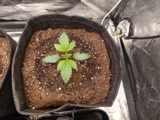 Böhmen - GMO Cookies. Week 2 - D14