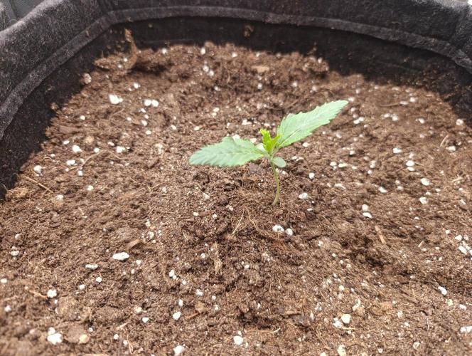 Böhmen - GMO Cookies. Week 2 - D10