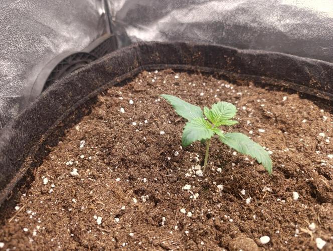 Böhmen - GMO Cookies. Week 2 - D10