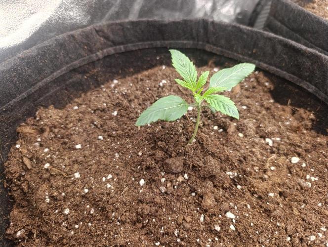 Böhmen - GMO Cookies. Week 2 - D10