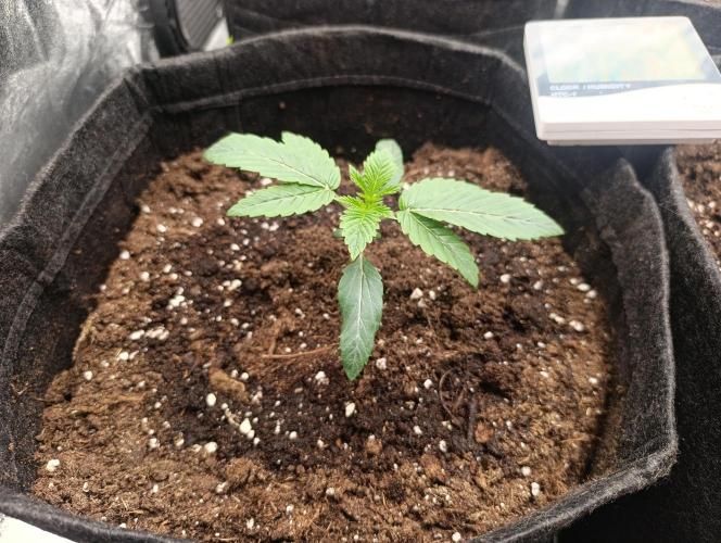 Böhmen - GMO Cookies. Week 2 - D14