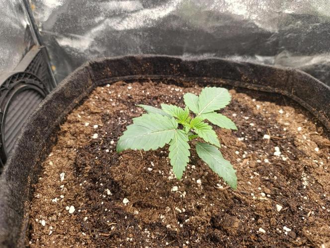 Böhmen - GMO Cookies. Week 2 - D14