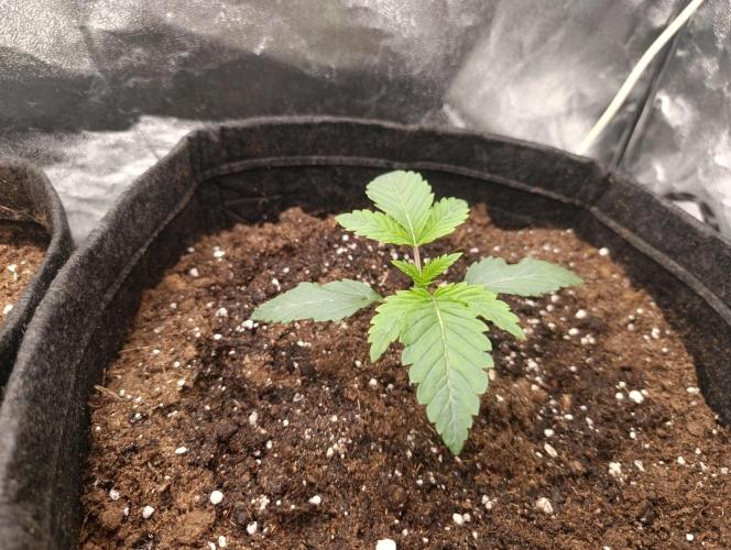 Böhmen - GMO Cookies. Week 2 - D14