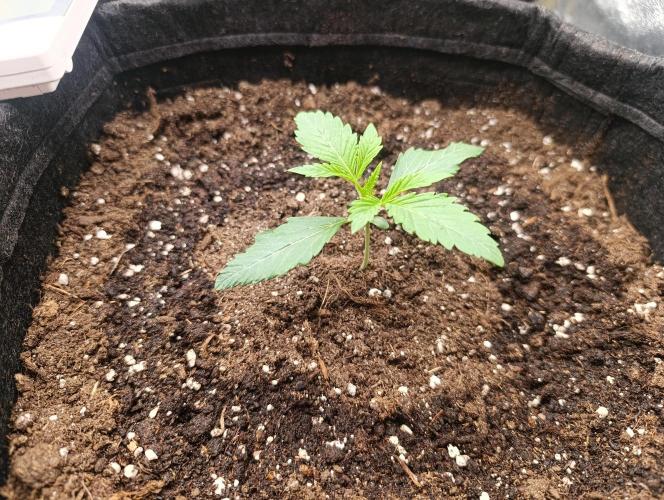 Böhmen - GMO Cookies. Week 2 - D14