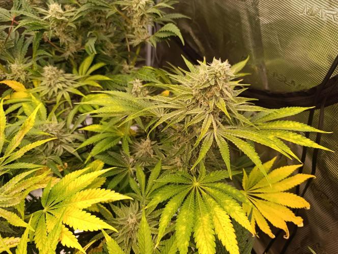 Böhmen - Mix - final weeks only. Week 10