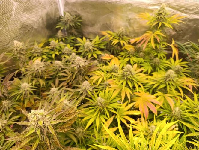 Böhmen - Mix - final weeks only. Week 10