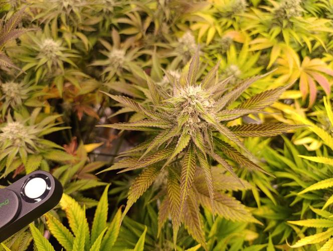 Böhmen - Mix - final weeks only. Week 10