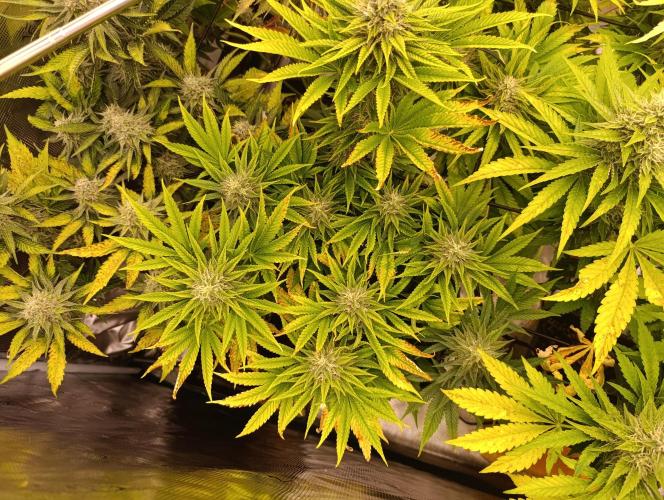 Böhmen - Mix - final weeks only. Week 10