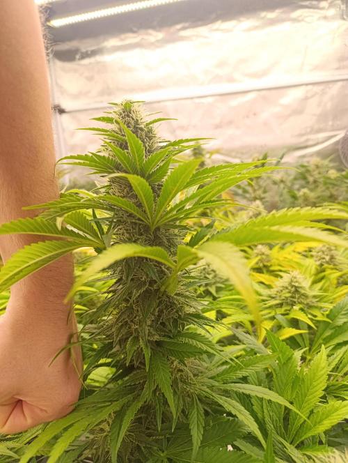 Böhmen - Mix - final weeks only. Week 10