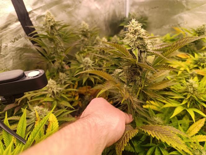 Böhmen - Mix - final weeks only. Week 10