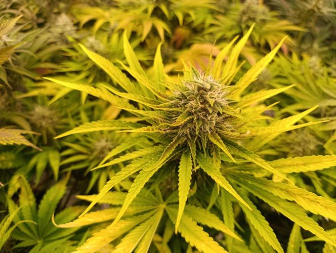 Böhmen - Mix - final weeks only. Week 10