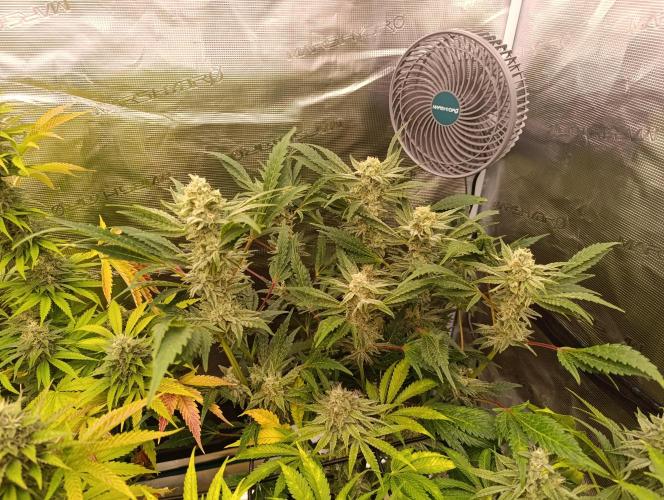 Böhmen - Mix - final weeks only. Week 10