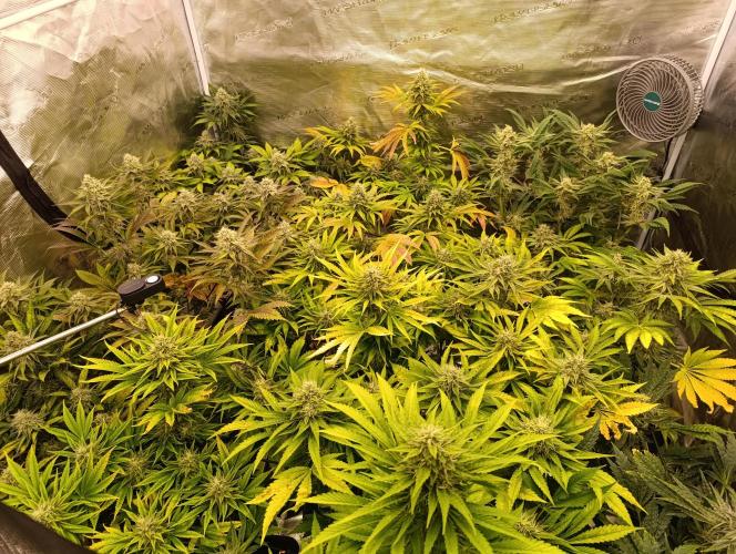 Böhmen - Mix - final weeks only. Week 10