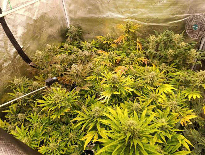 Böhmen - Mix - final weeks only. Week 10