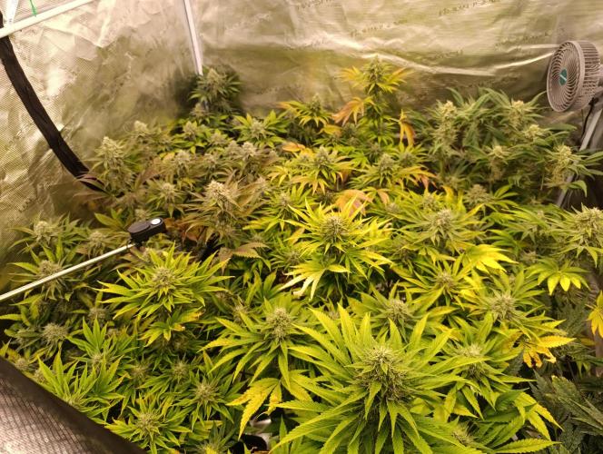 Böhmen - Mix - final weeks only. Week 10