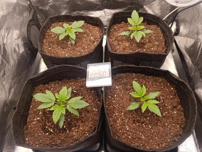 Böhmen - GMO Cookies. Week 3 - Day 15