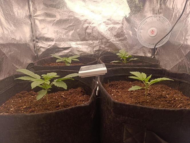 Böhmen - GMO Cookies. Week 3 - Day 15