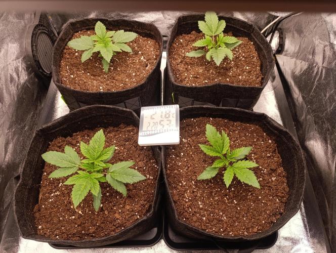 Böhmen - GMO Cookies. Week 3 - Day 16