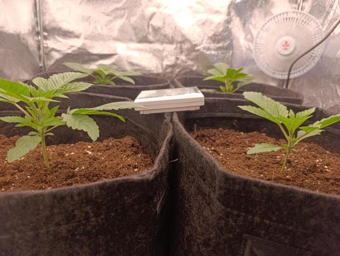 Böhmen - GMO Cookies. Week 3 - Day 16