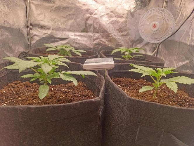 Böhmen - GMO Cookies. Week 3 - Day 17