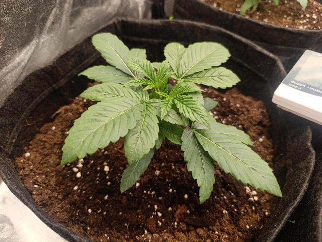 Böhmen - GMO Cookies. Week 3 - Day 17