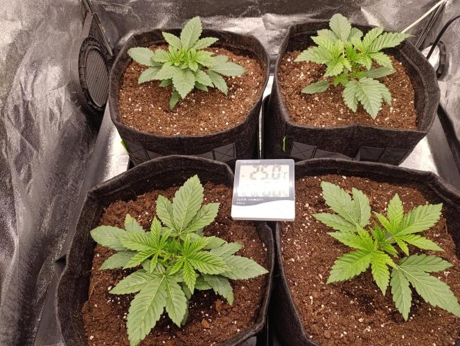 Böhmen - GMO Cookies. Week 3 - Day 18 - before topping