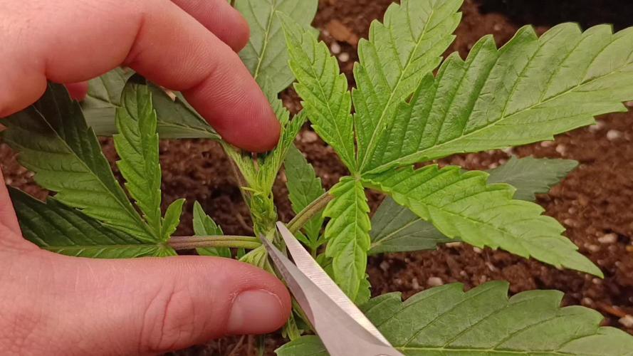 Böhmen - GMO Cookies