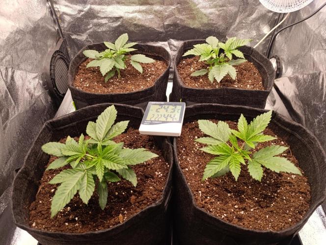 Böhmen - GMO Cookies. Week 3 - Day 18 - After topping