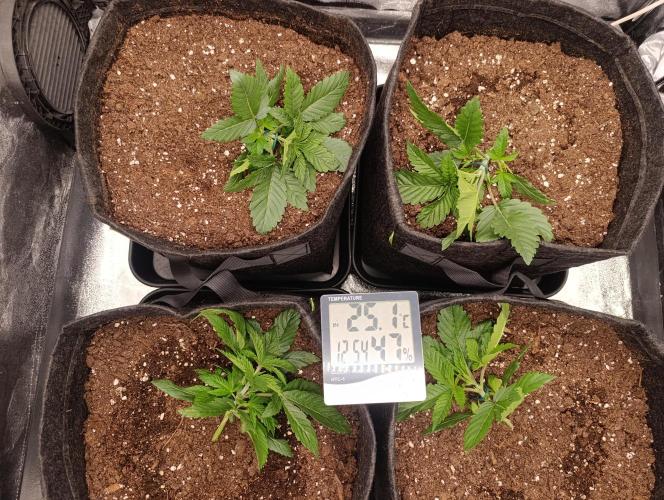 Böhmen - GMO Cookies. Week 3 - Day 18 - after bending 