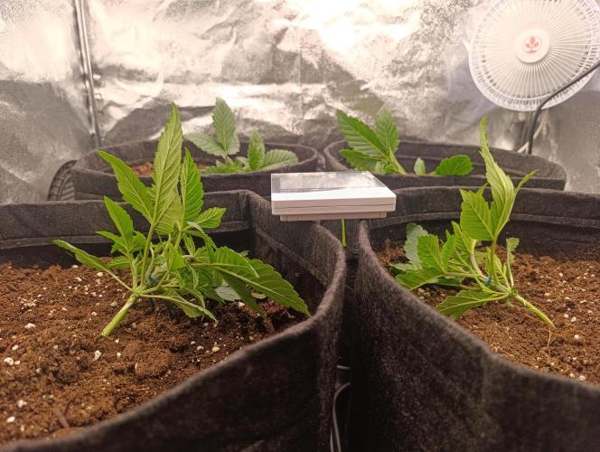 Böhmen - GMO Cookies. Week 3 - Day 18- after bending