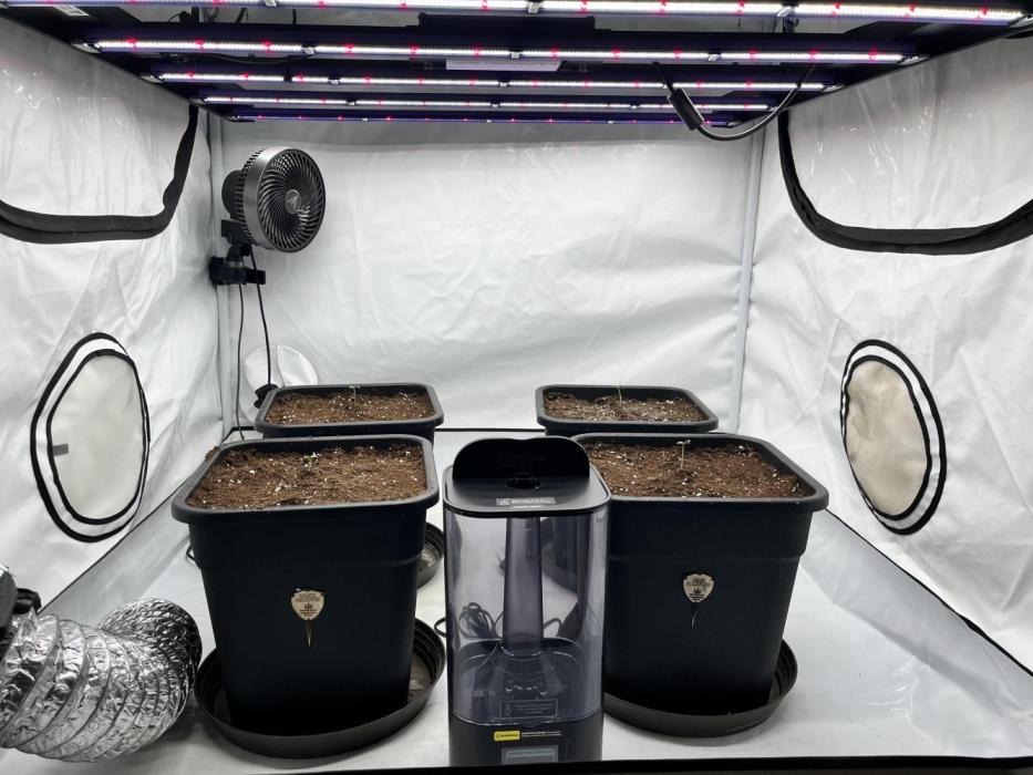 Dark Nectar , Cartier King. Week 1