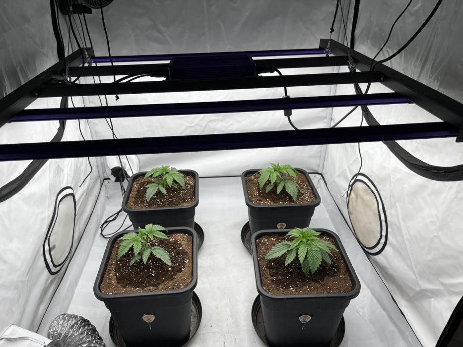 Dark Nectar , Cartier King. Week 2