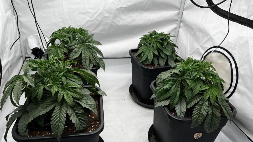 Dark Nectar , Cartier King. Week 3