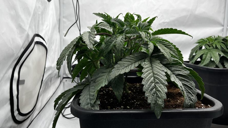 Dark Nectar , Cartier King. Week 3