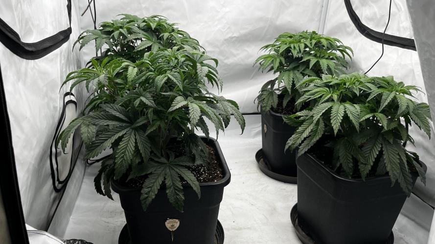 Dark Nectar , Cartier King. Week 4