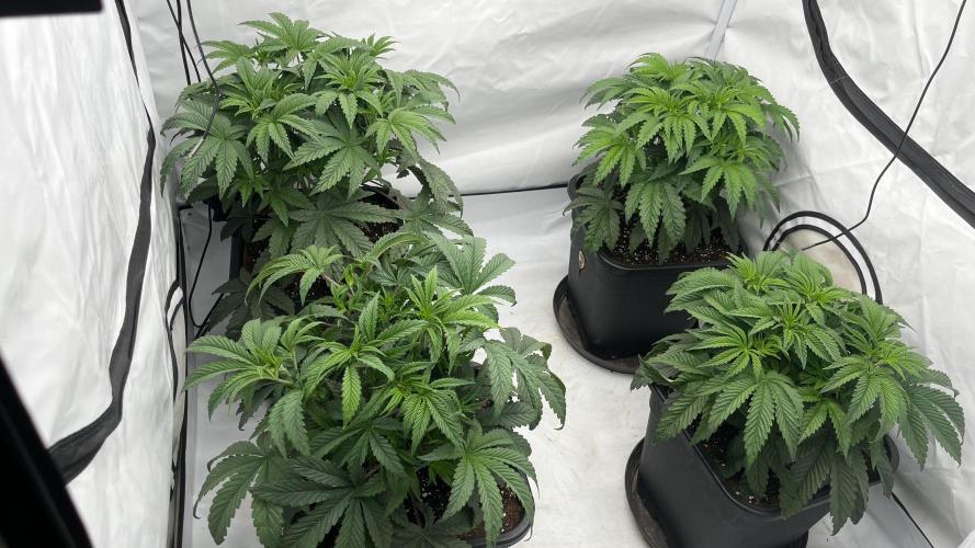 Dark Nectar , Cartier King. Week 4