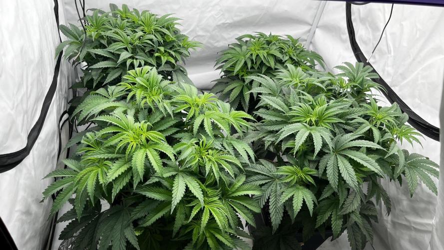 Dark Nectar , Cartier King. Week 5