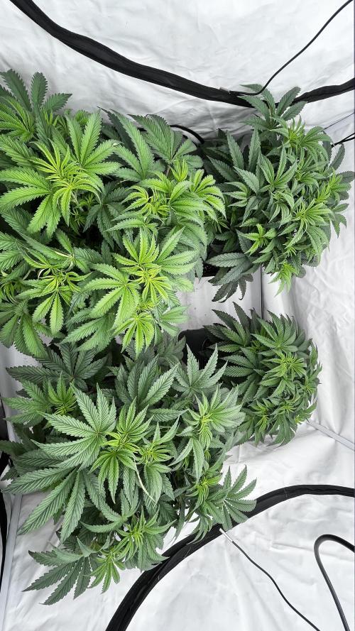 Dark Nectar , Cartier King. Week 5