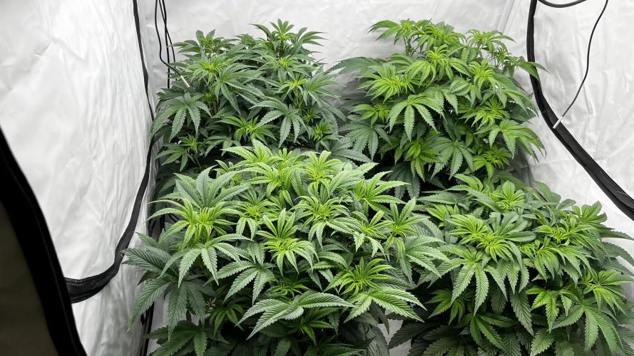 Dark Nectar , Cartier King. Week 6